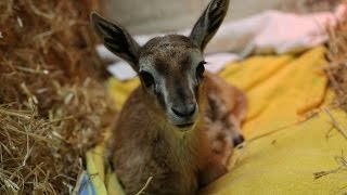 Cute baby Thompsons gazelle handreared [upl. by Nottage]