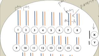 Chromatin Chromosomes and Chromatids Oh My [upl. by Ivek836]