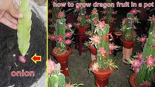 How to plant dragon fruit in pots so that it grows quickly and bears fruit [upl. by Irena]