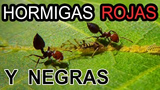 Hormigas AGRESIVAS Rojas y Negras  Crematogaster scutellaris [upl. by Nipsirc]