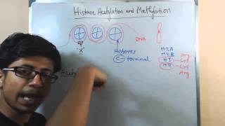 Histone acetylation and methylation [upl. by Mapes241]