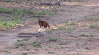 Black mamba vs Dwarf mongoose [upl. by Ynaoj]