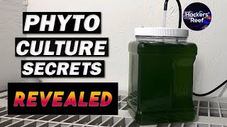 Phyto Culture  Learn About Growing Phytoplankton For Your Reef Tank [upl. by Vinay]