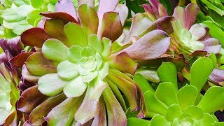 AEONIUM ARBOREUM CARE MADE SIMPLE Joy Us Garden [upl. by Sibbie]