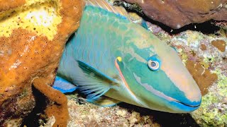 VIDEO Parrotfish Builds Mucus Cocoon for Protection During Sleep  Oceana [upl. by Notle]