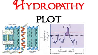 Hydropathy plot [upl. by Hamel]