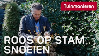 De Stamroos of roos op stam snoeien in de lente Hoe doe je dat  Tuinmanieren [upl. by Atikin445]