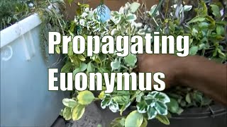 Propagating Euonymus Shrubs  How To Propagate Plants [upl. by Nylanna]