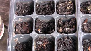 How To Grow Jacaranda Trees From Seeds [upl. by Annayoj]