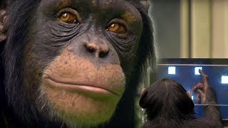 Chimp vs Human  Memory Test  BBC Earth [upl. by Airamak]