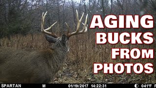 Aging Whitetail Bucks from photos [upl. by Hazem]